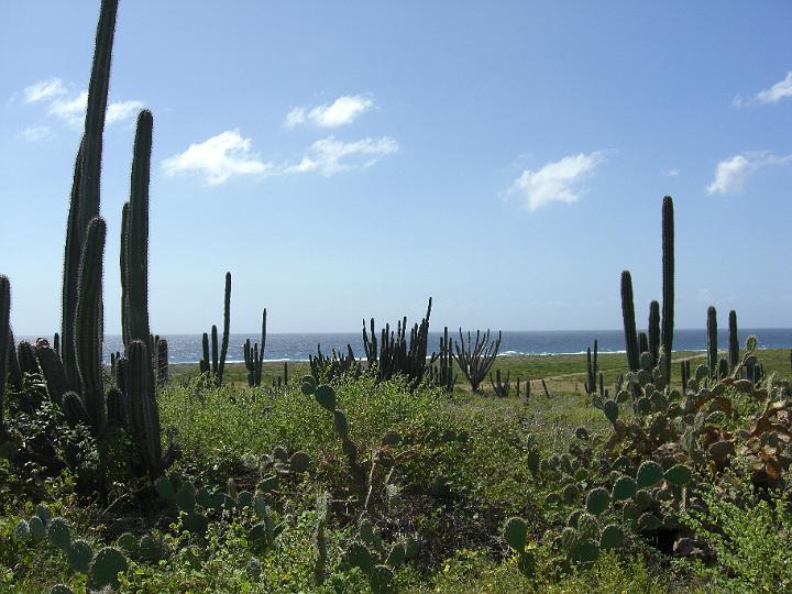 Aruba - January 2008 016.JPG